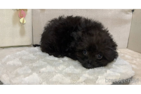 成約済の東京都のミックス犬-313008の13枚目