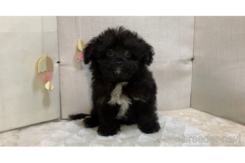 成約済の東京都のミックス犬-313008の11枚目