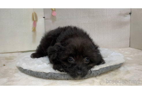 成約済の東京都のミックス犬-313008の10枚目