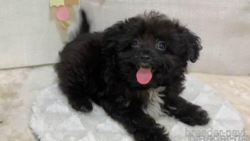 成約済の東京都のミックス犬-313008の9枚目