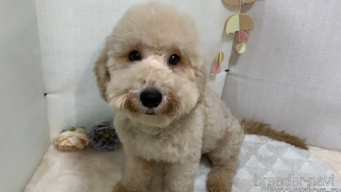成約済の東京都のマルプー:マルチーズ×トイプードル-288990の17枚目