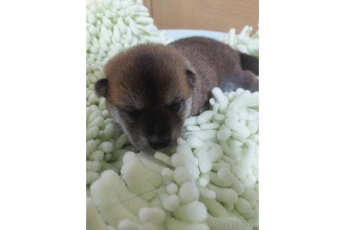 成約済の高知県の豆柴-322972の8枚目