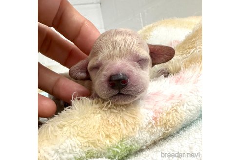 成約済の愛知県のトイプードル-322977の6枚目