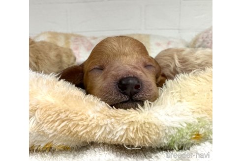 成約済の愛知県のトイプードル-322980の5枚目