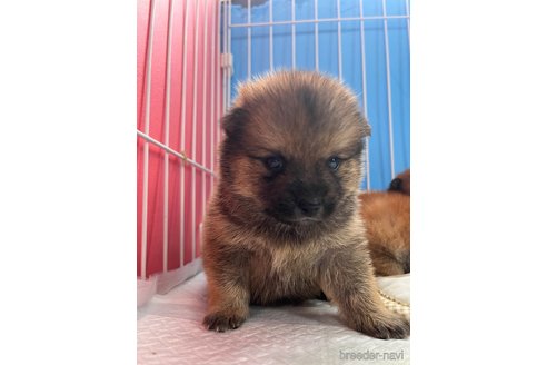 成約済の栃木県のミックス犬-323216の4枚目