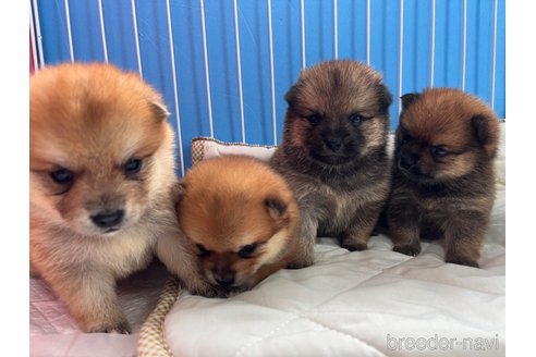 成約済の栃木県のミックス犬-323216の5枚目