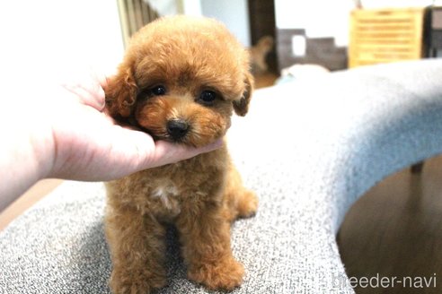 成約済の茨城県のトイプードル-322989の4枚目