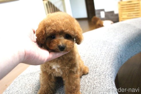成約済の茨城県のトイプードル-322989の2枚目