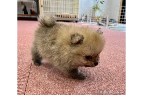 成約済の香川県のポメラニアン-322990の2枚目