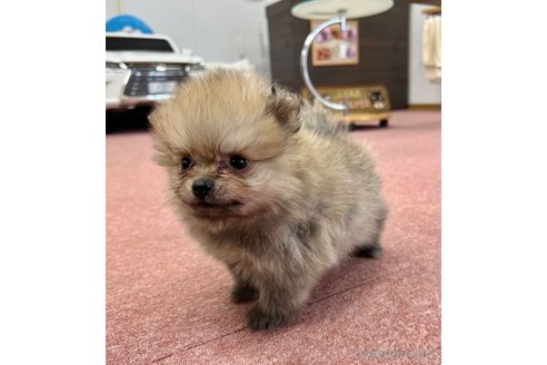 成約済の香川県のポメラニアン-322990の4枚目