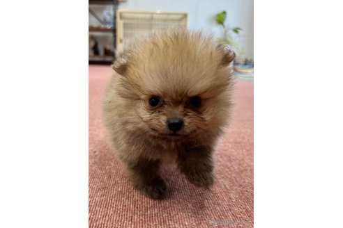 成約済の香川県のポメラニアン-322990の5枚目