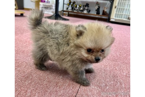 成約済の香川県のポメラニアン-322990の10枚目