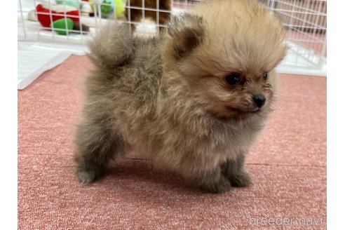 成約済の香川県のポメラニアン-322990の7枚目