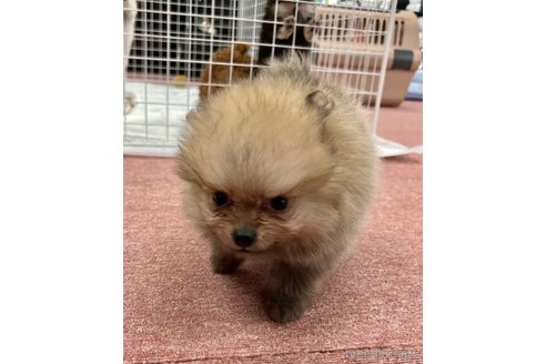 成約済の香川県のポメラニアン-322990の6枚目