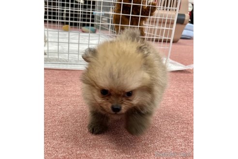 成約済の香川県のポメラニアン-322990の11枚目