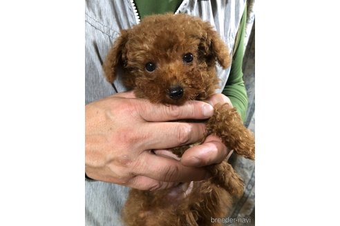 成約済の兵庫県のトイプードル-316023の2枚目