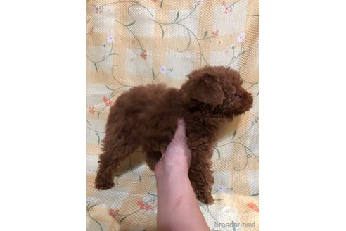 成約済の兵庫県のトイプードル-316023の3枚目