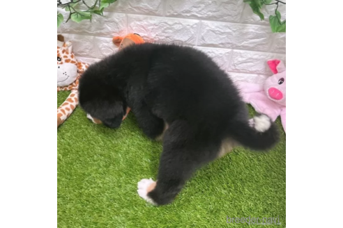 成約済の愛知県のバーニーズマウンテンドッグ-321669の5枚目