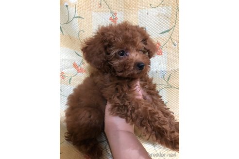 成約済の兵庫県のトイプードル-316021の10枚目