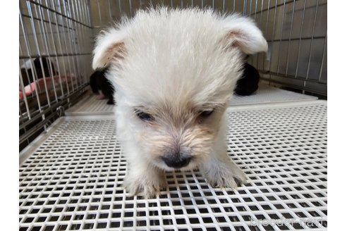 成約済の愛知県のウエストハイランドホワイトテリア(ウエスティ)-322997の3枚目