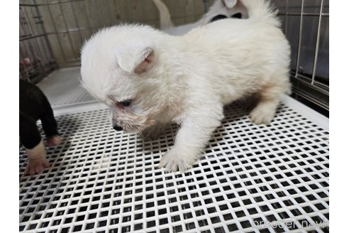 成約済の愛知県のウエストハイランドホワイトテリア(ウエスティ)-322997の6枚目