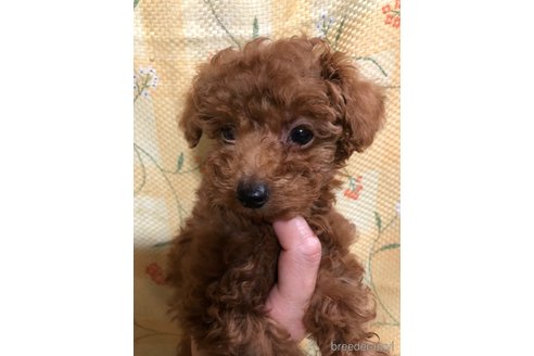 成約済の兵庫県のトイプードル-319019の9枚目