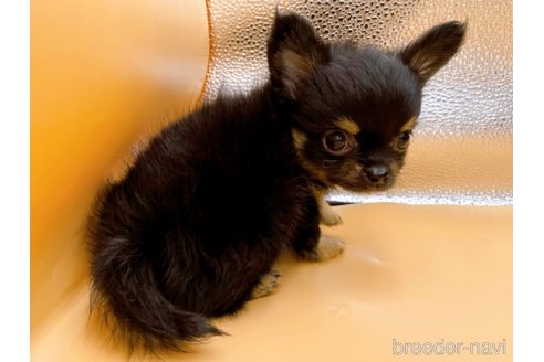 成約済の東京都のチワワ(ロングコート)-323005の2枚目