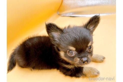 成約済の東京都のチワワ(ロングコート)-323005の3枚目