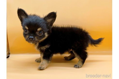 成約済の東京都のチワワ(ロングコート)-323005の4枚目