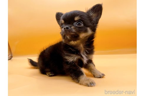 成約済の東京都のチワワ(ロングコート)-323005の5枚目