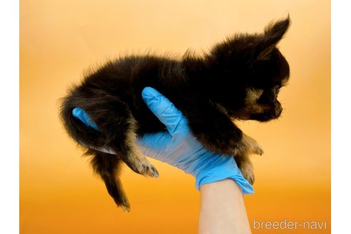 成約済の東京都のチワワ(ロングコート)-323005の6枚目