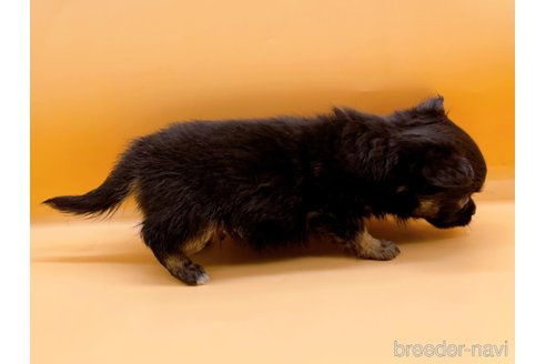 成約済の東京都のチワワ(ロングコート)-323007の10枚目