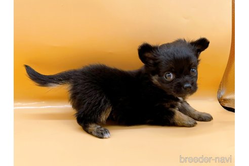 成約済の東京都のチワワ(ロングコート)-323007の6枚目