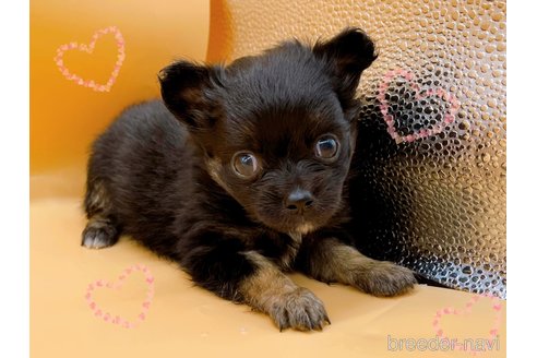 成約済の東京都のチワワ(ロングコート)-323007の7枚目