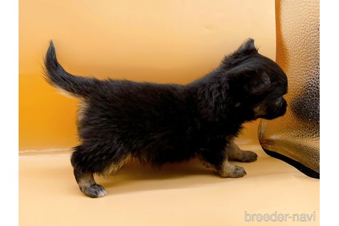 成約済の東京都のチワワ(ロングコート)-323007の8枚目