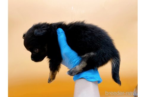 成約済の東京都のチワワ(ロングコート)-323007の9枚目