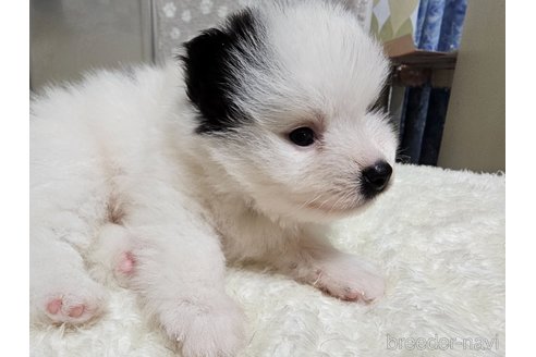 成約済の愛知県のポメラニアン-323019の4枚目