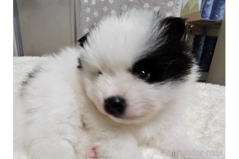 成約済の愛知県のポメラニアン-323019の6枚目