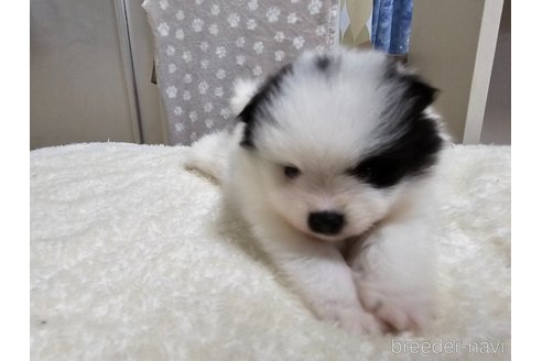 成約済の愛知県のポメラニアン-323019の7枚目
