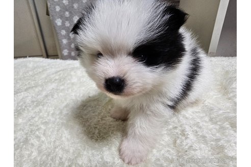 成約済の愛知県のポメラニアン-323019の2枚目