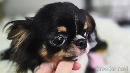 ピーチちゃん1枚目