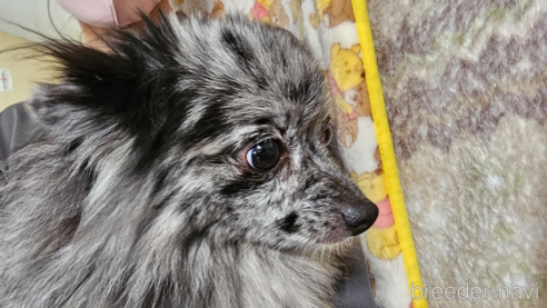 アナシアちゃん1枚目