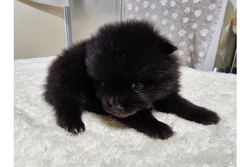 成約済の愛知県のポメラニアン-323022の6枚目