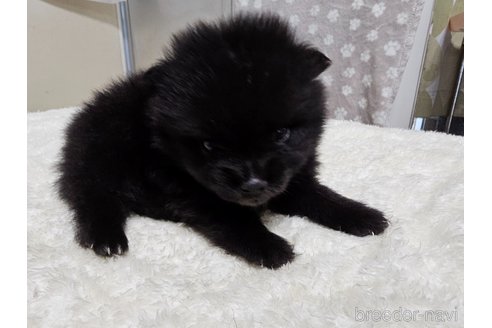 成約済の愛知県のポメラニアン-323022の7枚目