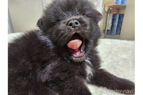 成約済の愛知県のポメラニアン-323022の3枚目