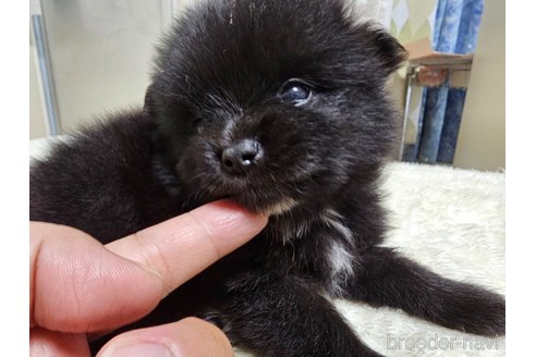 成約済の愛知県のポメラニアン-323022の2枚目