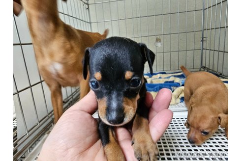 成約済の愛知県のミニチュアピンシャー(ミニピン)-323027の8枚目