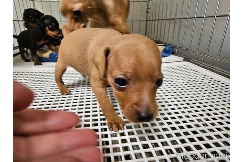 成約済の愛知県のミニチュアピンシャー(ミニピン)-323028の9枚目