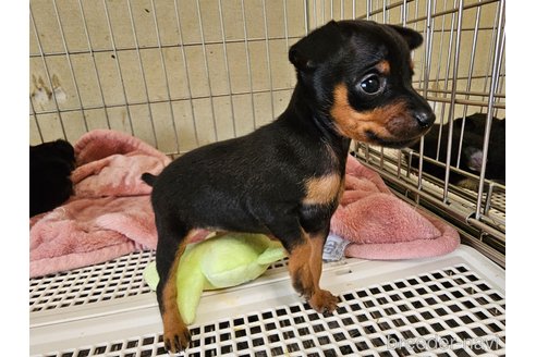 成約済の愛知県のミニチュアピンシャー(ミニピン)-323032の4枚目