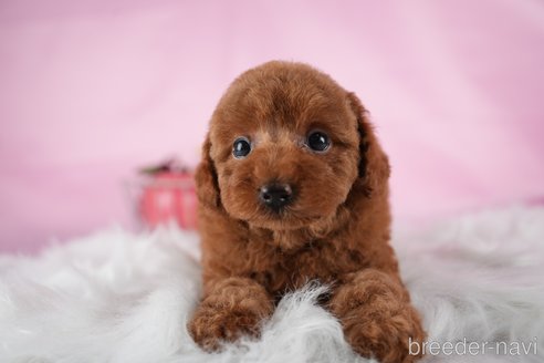 成約済の茨城県のトイプードル-323038の10枚目